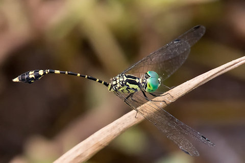 Common Archtail (Nannophlebia risi)